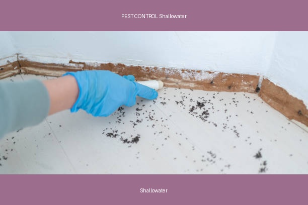 PEST CONTROL Shallowater